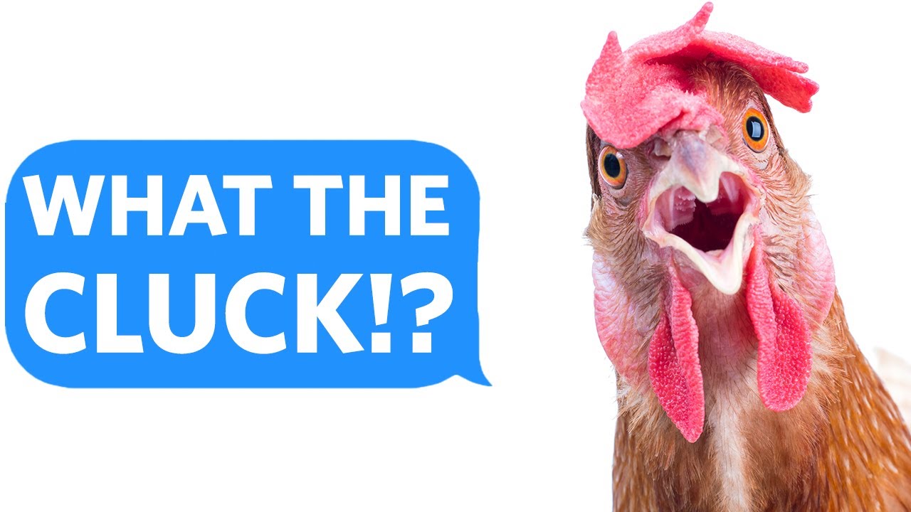 Psycho-Cousin brings her EMOTIONAL SUPPORT CHICKEN to my BIRTHDAY PARTY - Reddit podcast