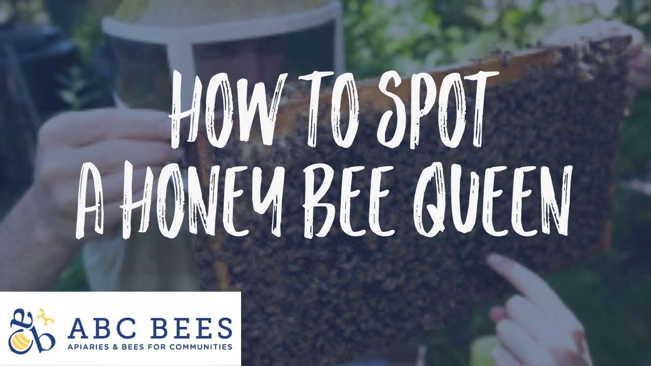 How to Spot a Honey Bee Queen