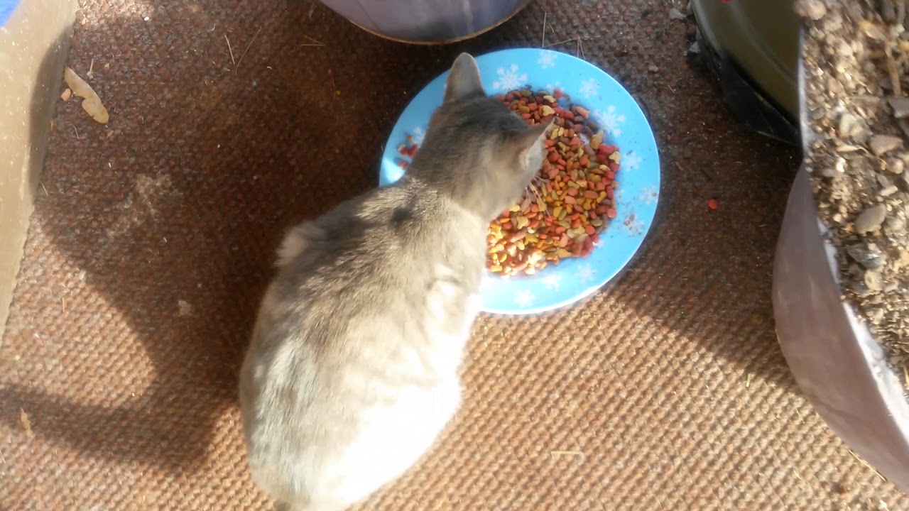 Keeping outside cats warm in the winter.