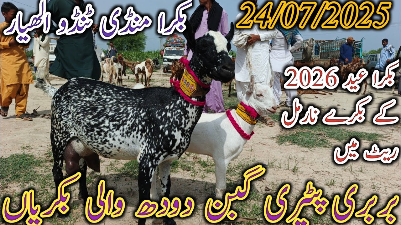 Bakra Mandi Tando Allhayar | Today update | patari goat | bakra Eid 2026 | date 24/07/2025