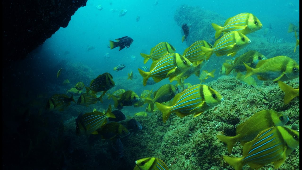 The Tropical Sea of Peru: A Paradise of Hope