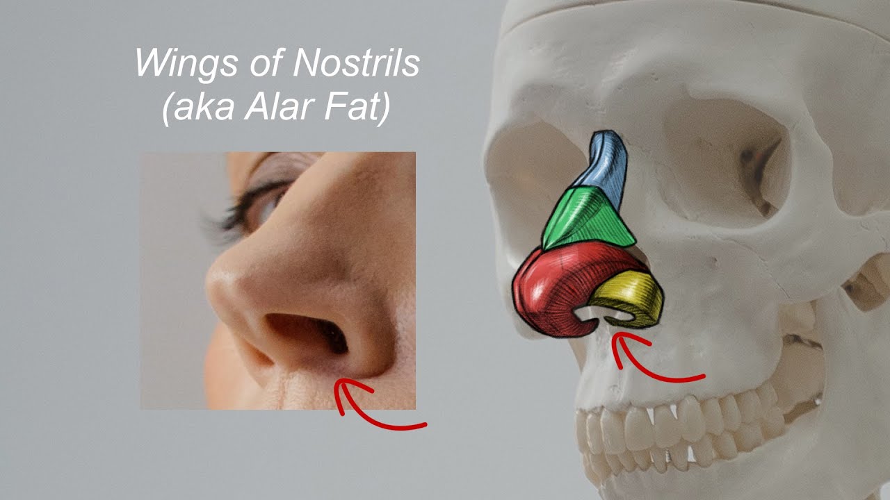Nose Anatomy You Need to Know - Nose Drawing Course (3/8)