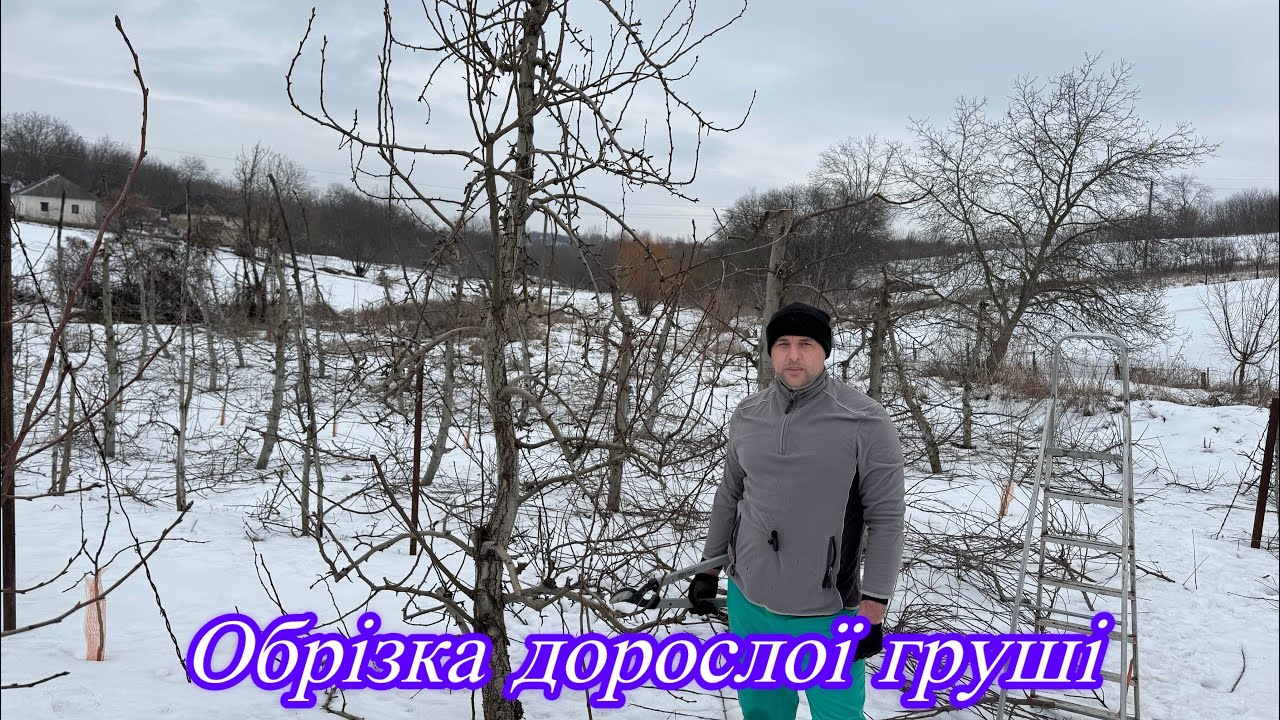 Обрізка дорослої груші