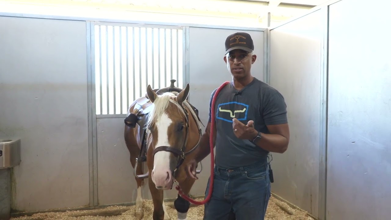 HOW TO DECIDE IF YOU SHOULD GELD YOUR HORSE OR NOT