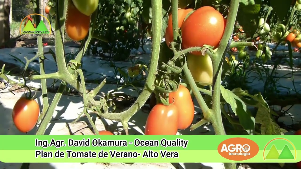 Ing.Agr. David Okamura - Ocean Quality Colonias Radio y Tv