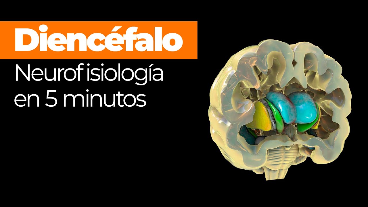 Anatomía - Diencéfalo