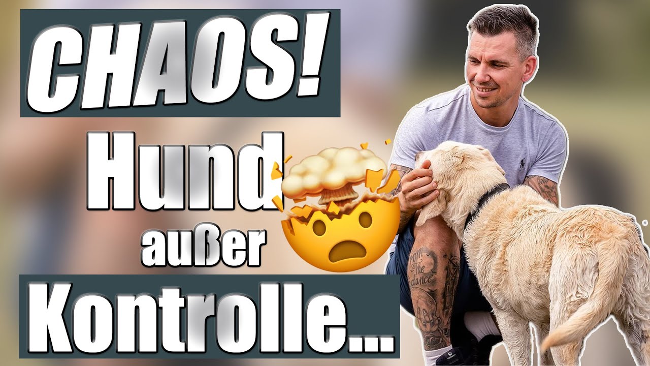 Hund außer Kontrolle - das Chaos der Ersthundebesitzer! Loki's Geschichte..