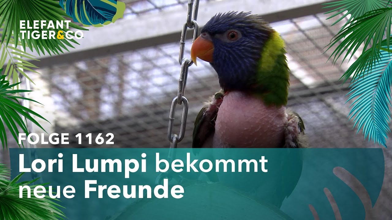 Neues von Lori Lumpi und seiner Dickie (Folge 1162) | Elefant, Tiger & Co. | MDR