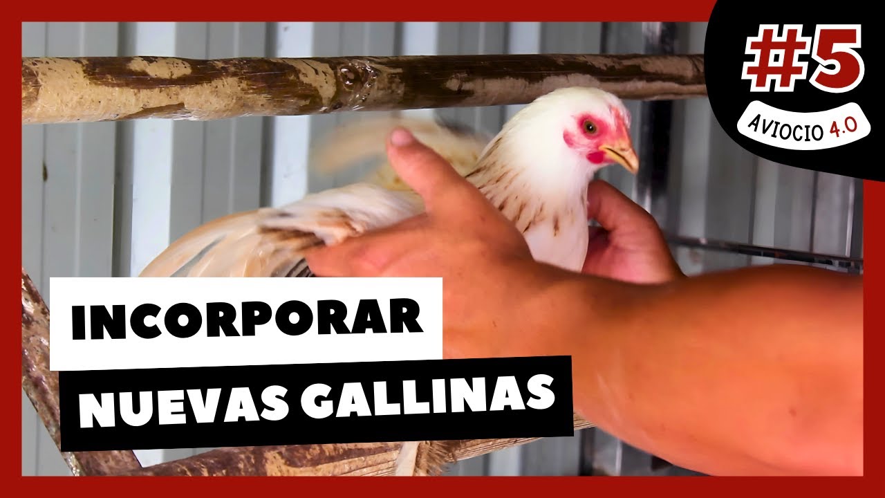 🐔 Cómo INCORPORAR NUEVAS GALLINAS a tu GALLINERO o GALPÓN | AVIOCIO 4.0 #5