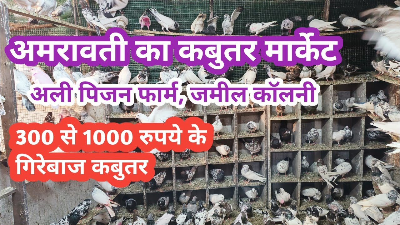 Highflyer pigeon for sale | 300 मे गिरेबाज कबुतर | annu bhai pigeon farm | amravati kabutar market