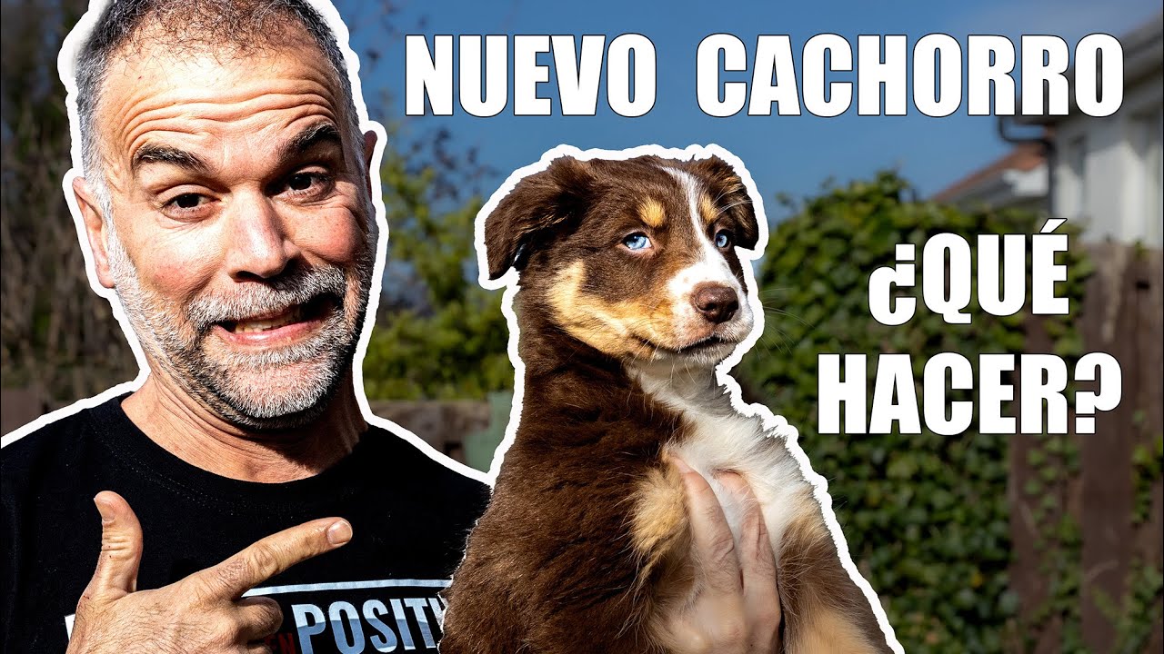 ¡Llega a MI VIDA un NUEVO CACHORRO! 😱 Qué hacer Paso a Paso!