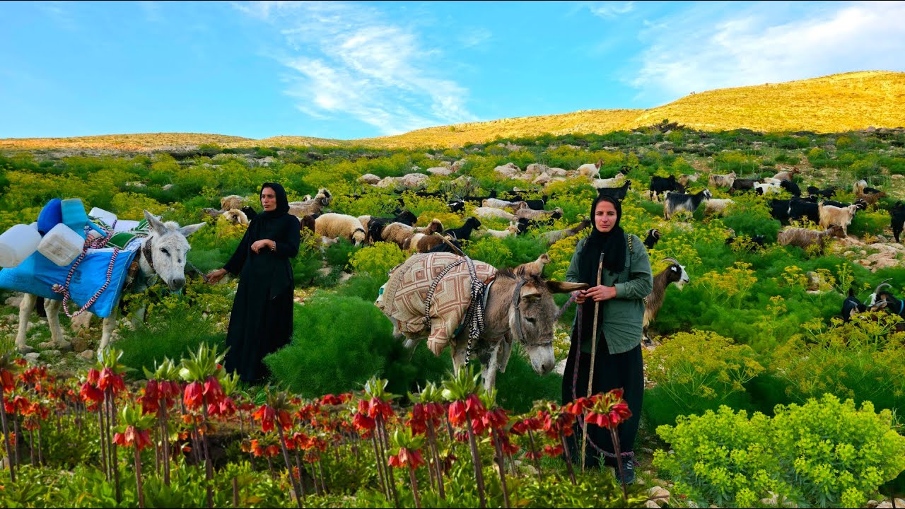 Nomadic girls' migration in the dangerous Zagros Mountains | The reality of hardships you must see