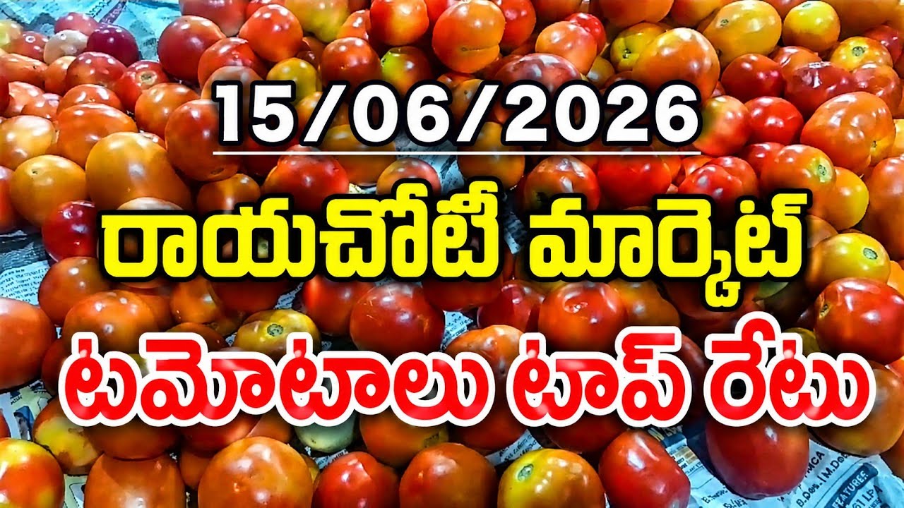 15 June 2026 Rayachoty Market Tomato Rates Today || Tomato Prices Today || Village Life Tomatoes