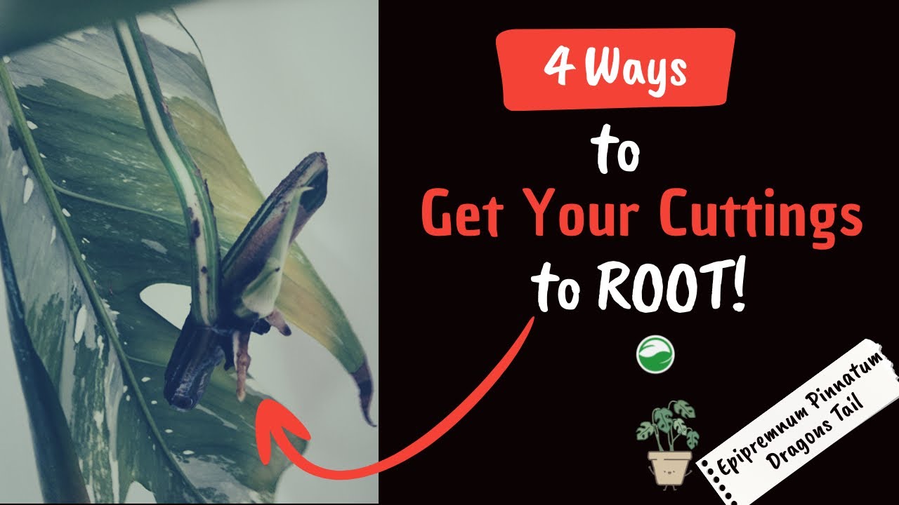 Get Your Stubborn Cuttings to ROOT! 4 Methods to Encourage Root Development - Garden Bench Top