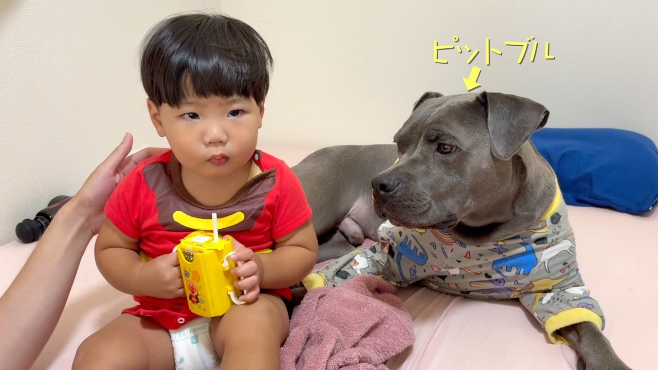 まるでパパのように赤ちゃんを見守るピットブル犬