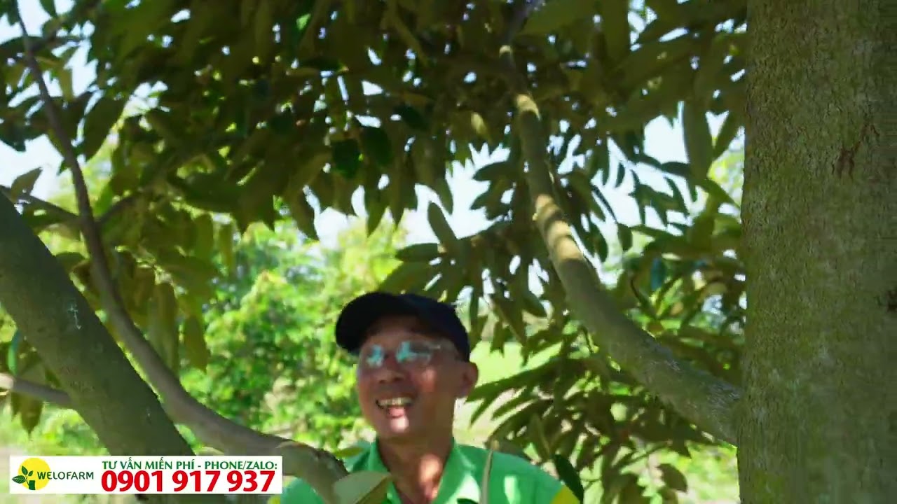 Hướng Dẫn Cắt Tỉa Cành Tạo Tán Sầu Riêng Blackthorn