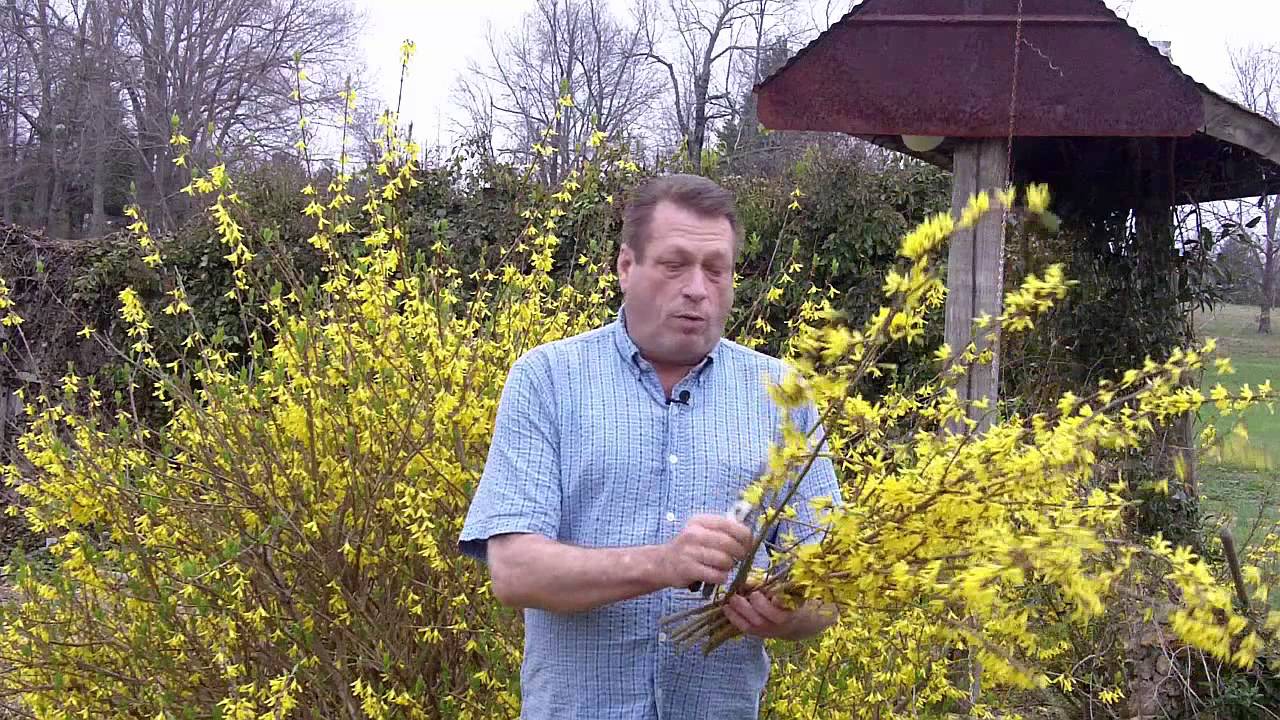 Using Forsythia For Flower Arrangements