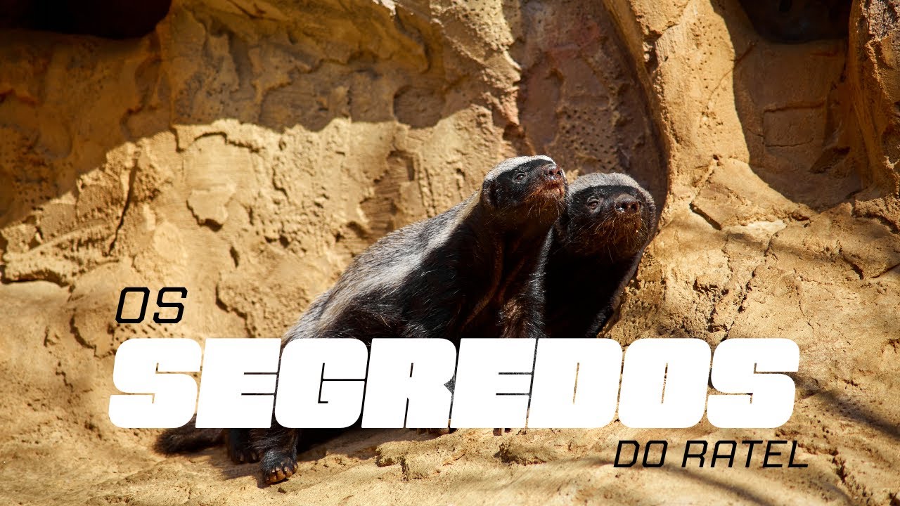 Ratel | Documentário Completo