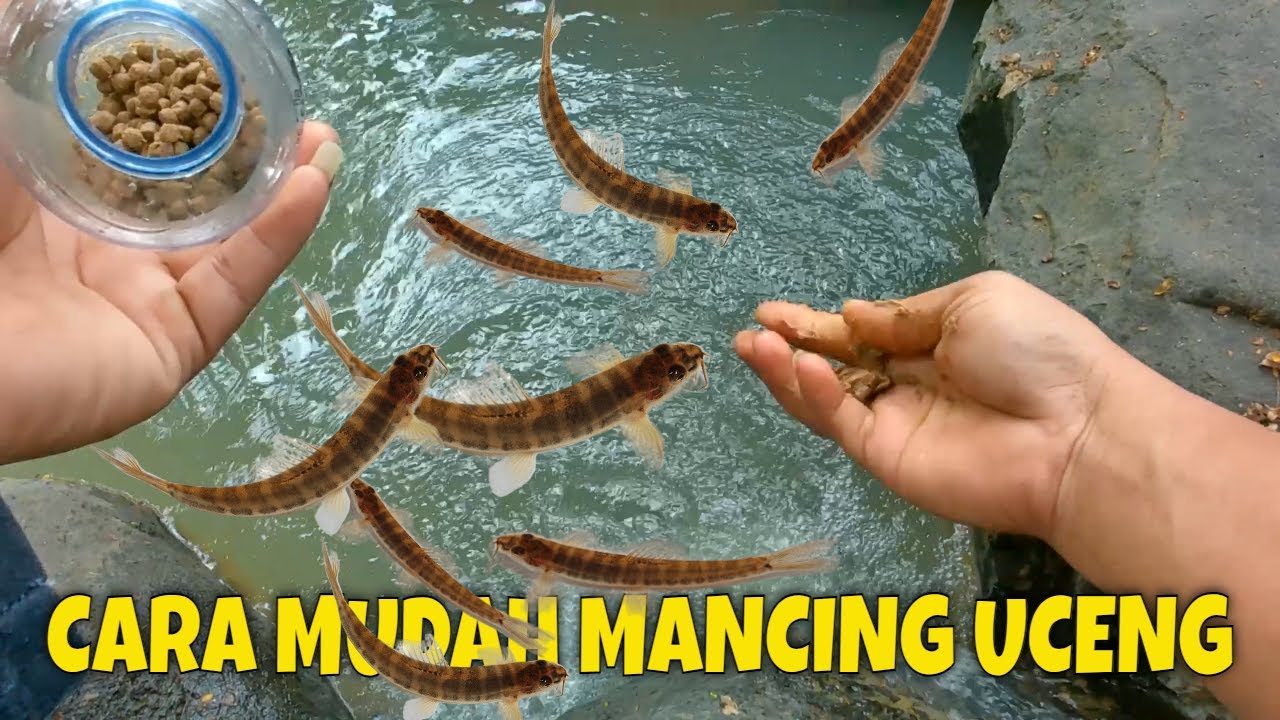 cara mudah mancing ikan uceng ini rahasianya jika ikan sudah mulai mogok/sulit makan #microfishing