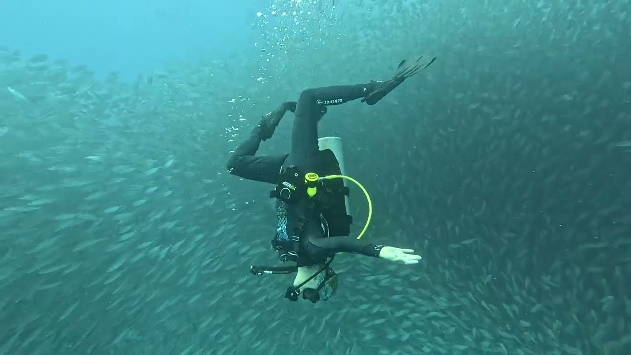Scuba diving with a huge school of fish in Cura&ccedil;ao - World's best dive sites