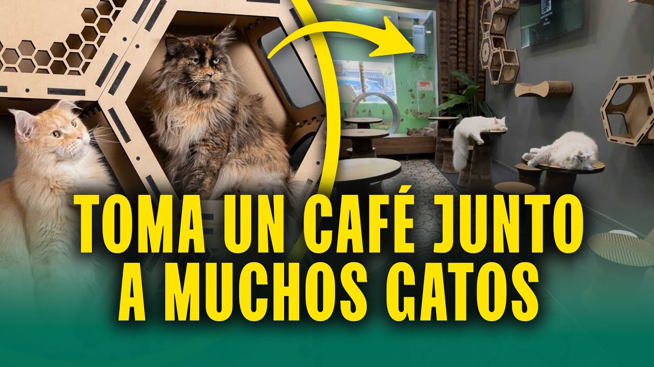 ¿Café + gatos? Descubre el encanto de Cat Café en Miraflores y toma un café rodeado de gatos: