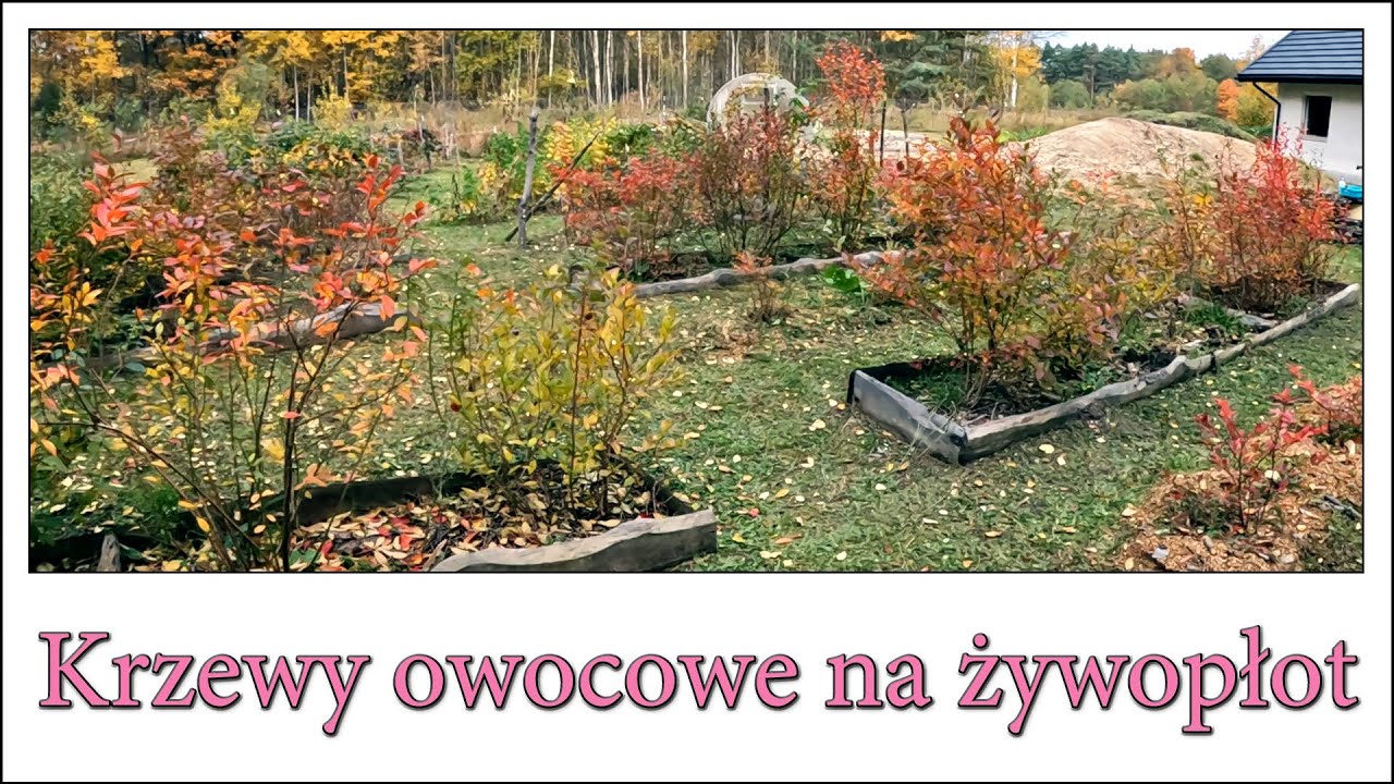 Krzewy owocowe na żywopłot