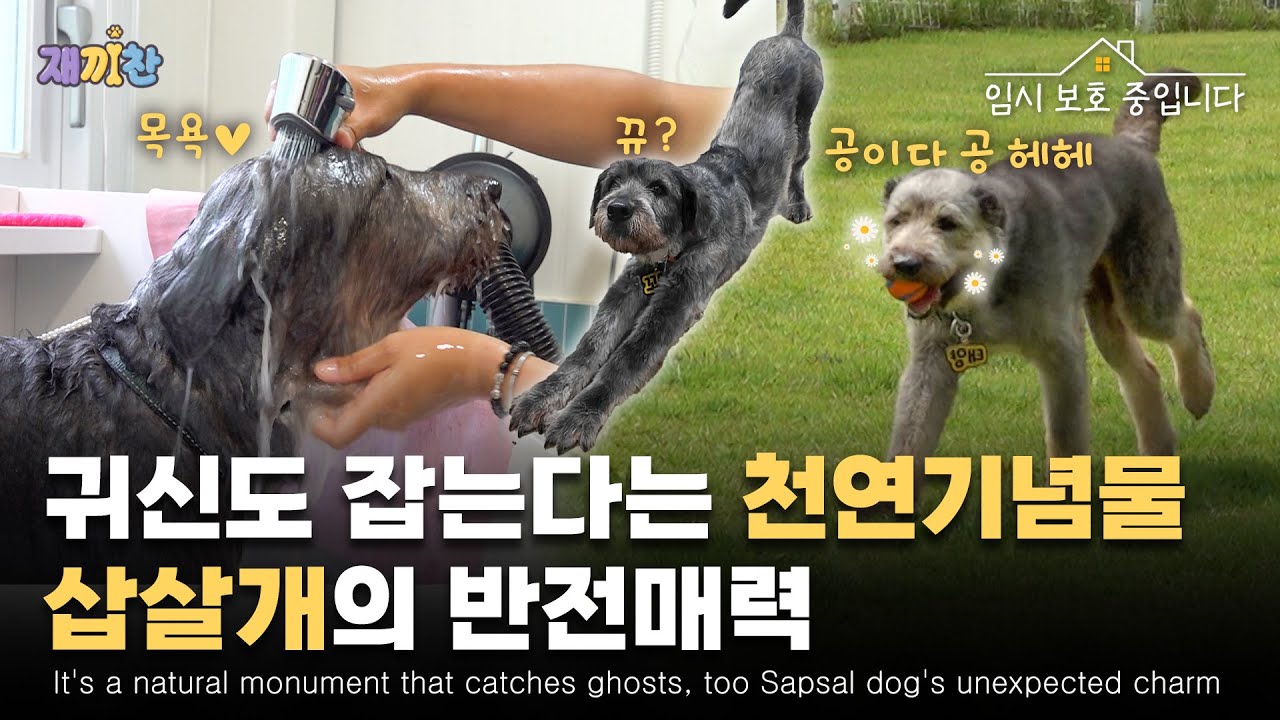 안락사 될 뻔했던 천연기념물 삽살개 가족의 상상초월 반전 매력 Sapsal dog family's charm that almost made them euthanized