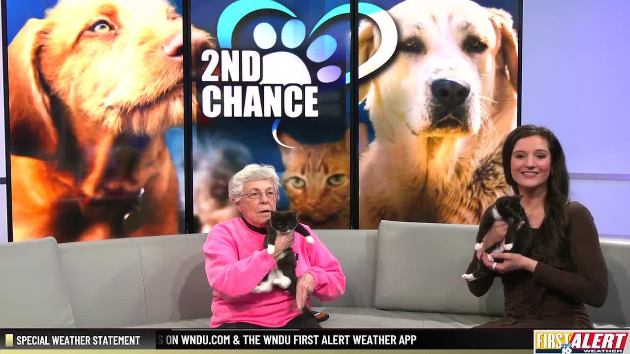 2nd Chance Pets: Gidget and Gator