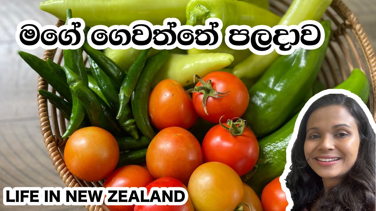 Harvest from my garden | Home Garden in New Zealand | Organic gardening | Hash And Family | Sinhala