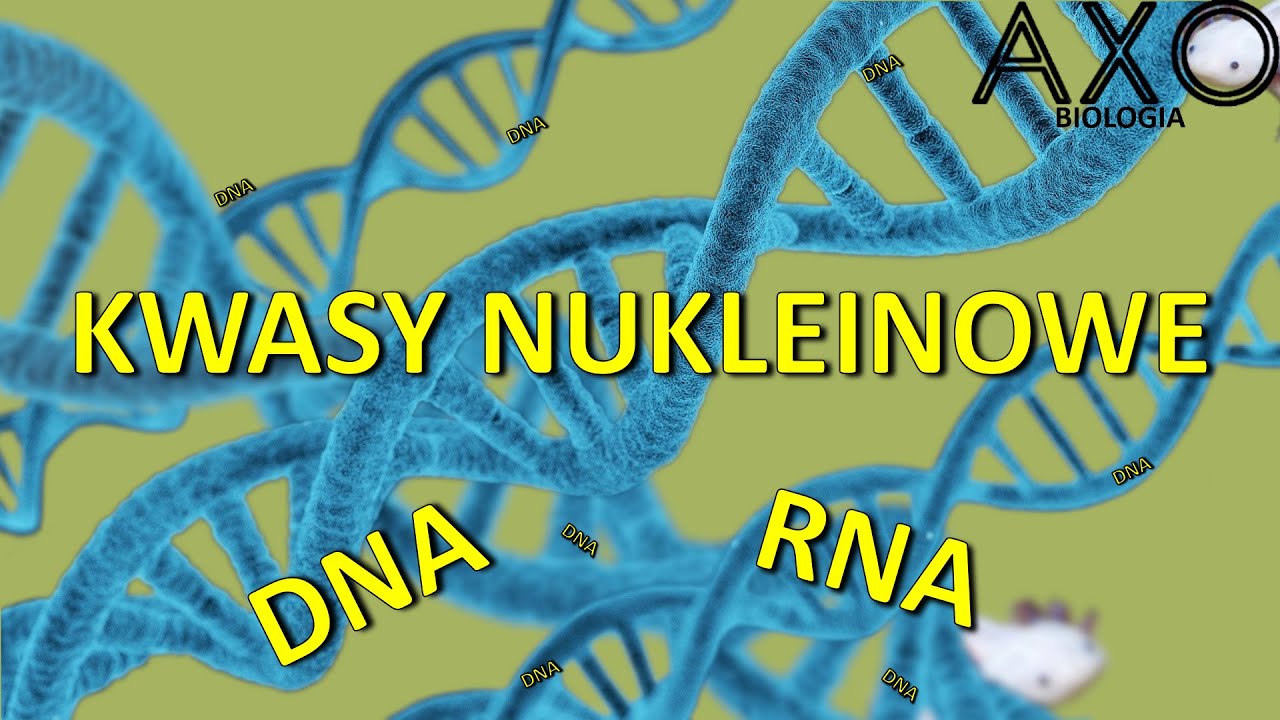 5. Kwasy nukleinowe - DNA i RNA