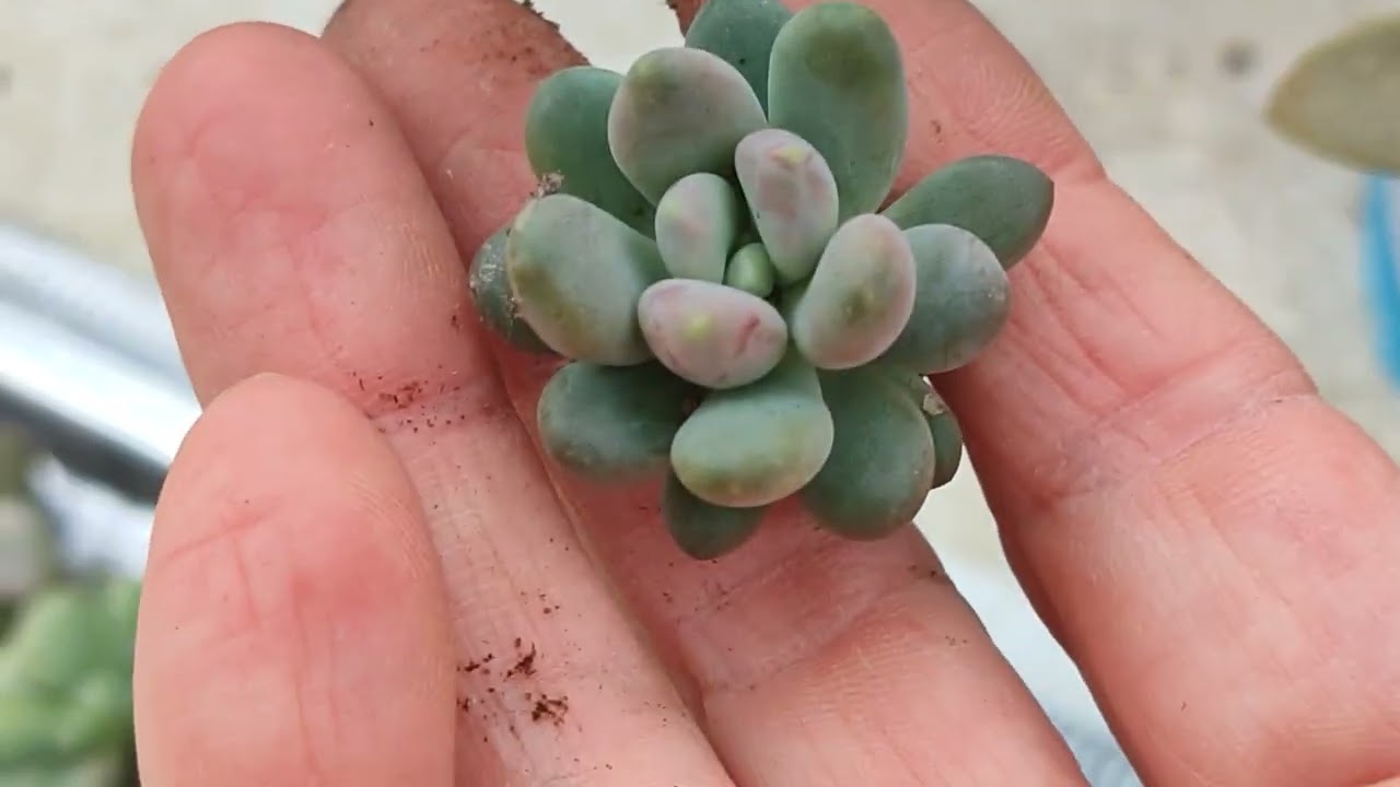 Duygu hanımın bebek seti kargosunu hazırlayalım🌱🌹#aboneol #succulent#youtube #benionecikar
