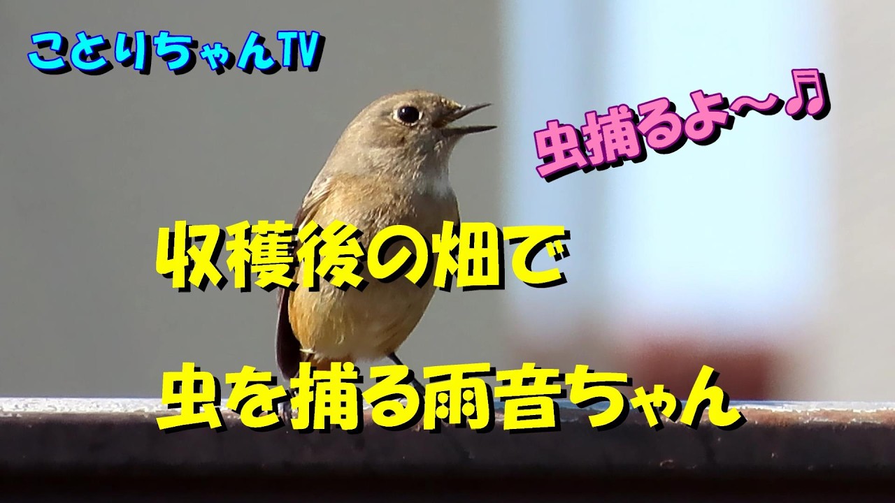 ジョウビタキ♀の雨音ちゃん元気に鳴いて♬収穫後の畑で虫を捕る！【ことりちゃんTV☆野鳥たちの物語】