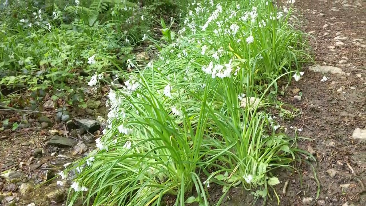 Illogan Woods, Cornwall