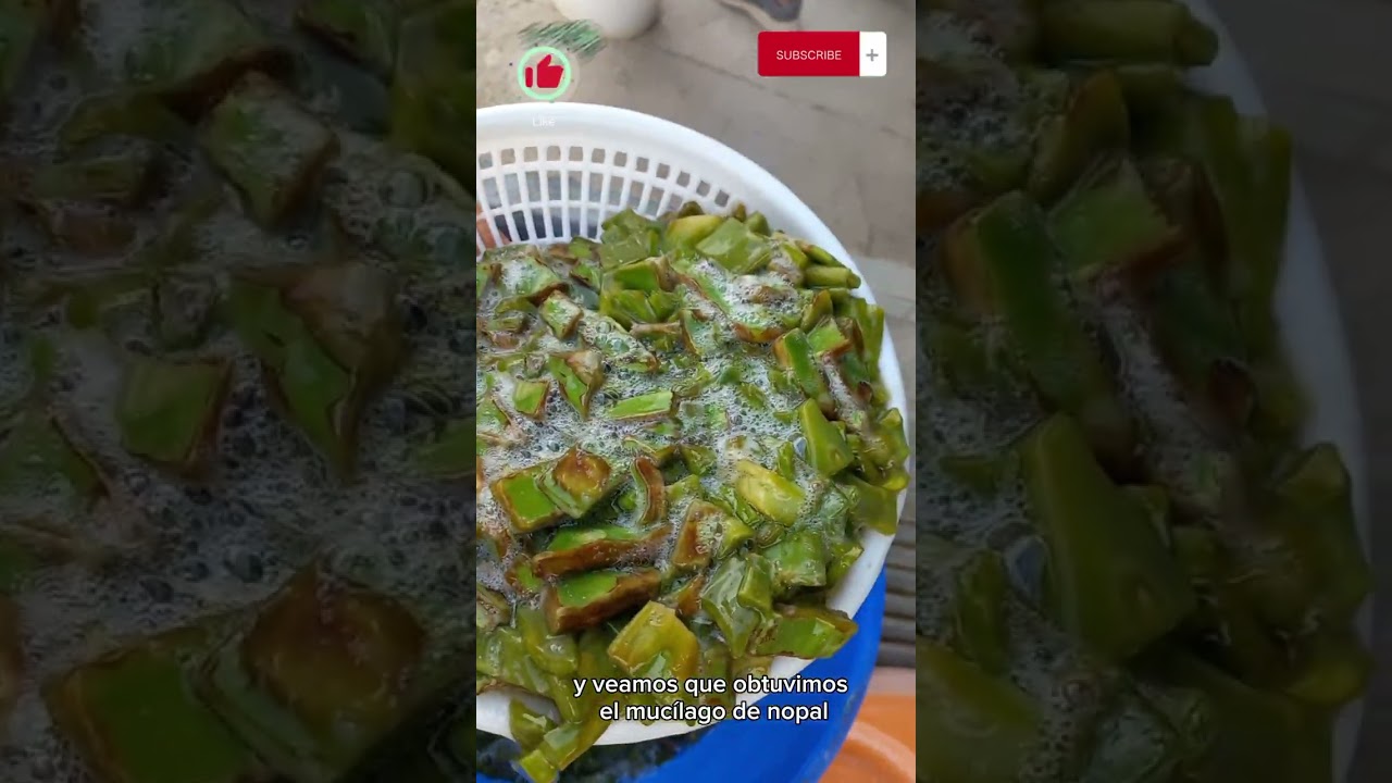 MUCILAGO DE NOPAL c&oacute;mo obtenerlo y usarlo para pintura a la cal. #shorts, #nopal, #pinturacal