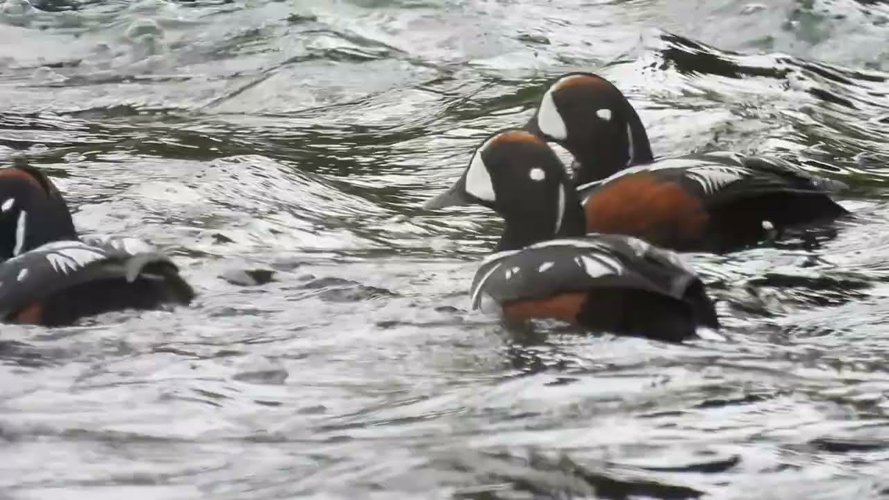 Harlekijneend / Harlequin Duck - Myvatn (Iceland) - 17/06/2024