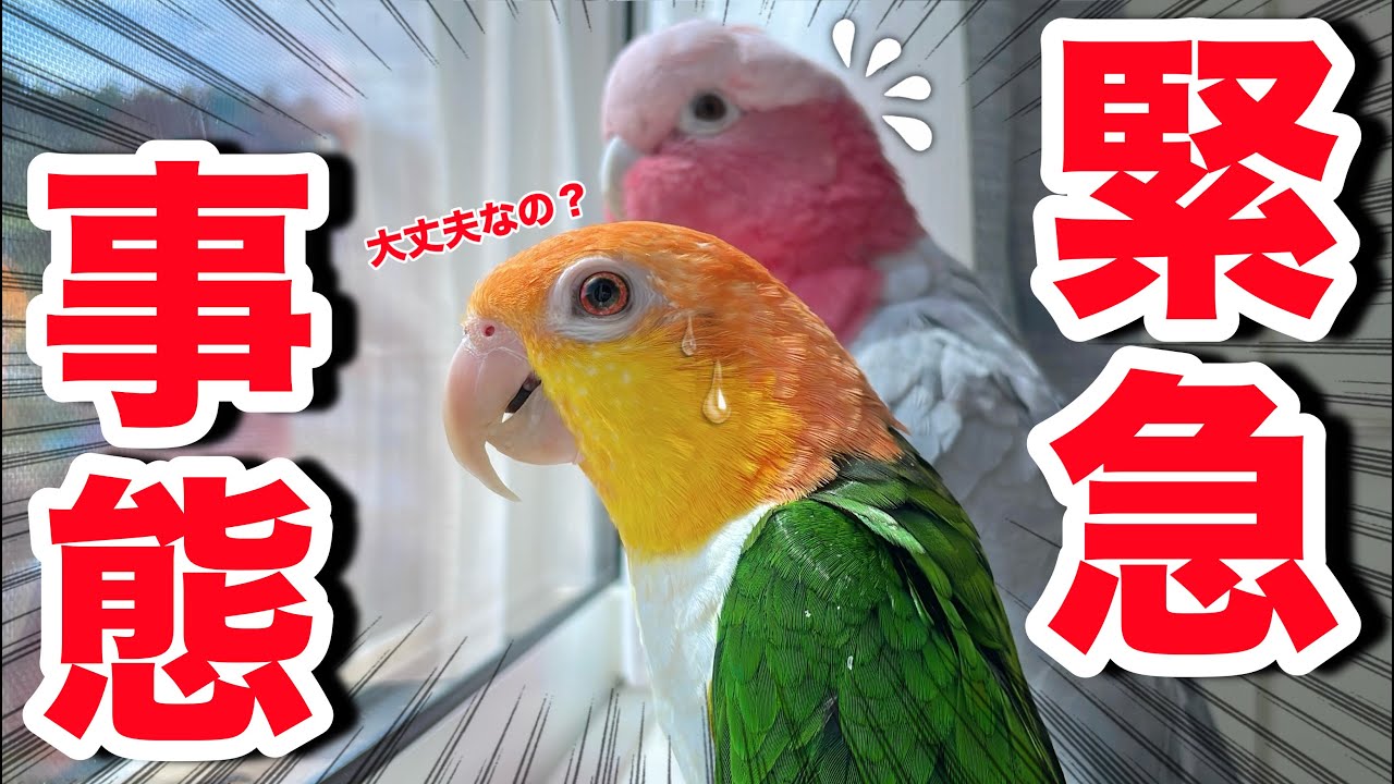 危険すぎる…連休中に鳥たちの命に関わる緊急事態が発生しました【シロハラインコ】