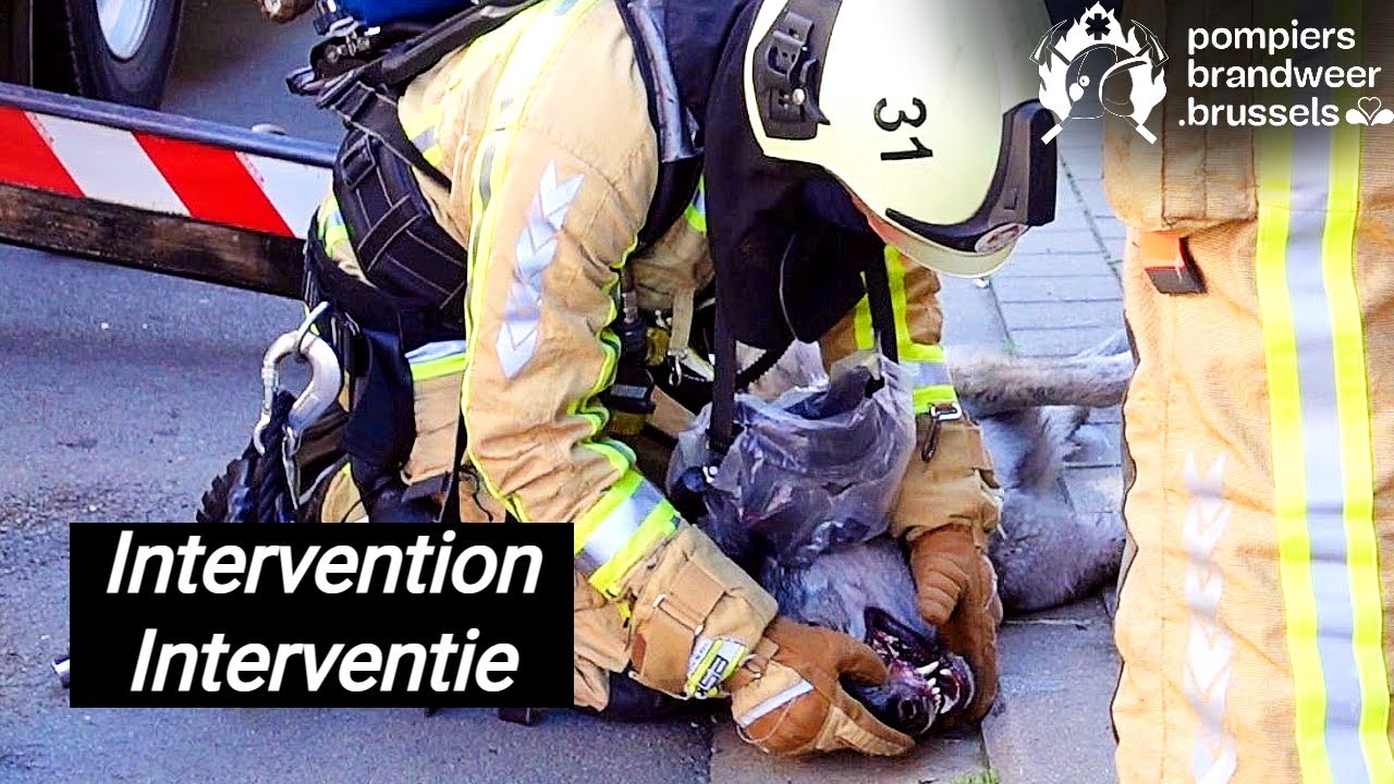Sauvetage d'un Chien Loup par les Pompiers de Bruxelles !