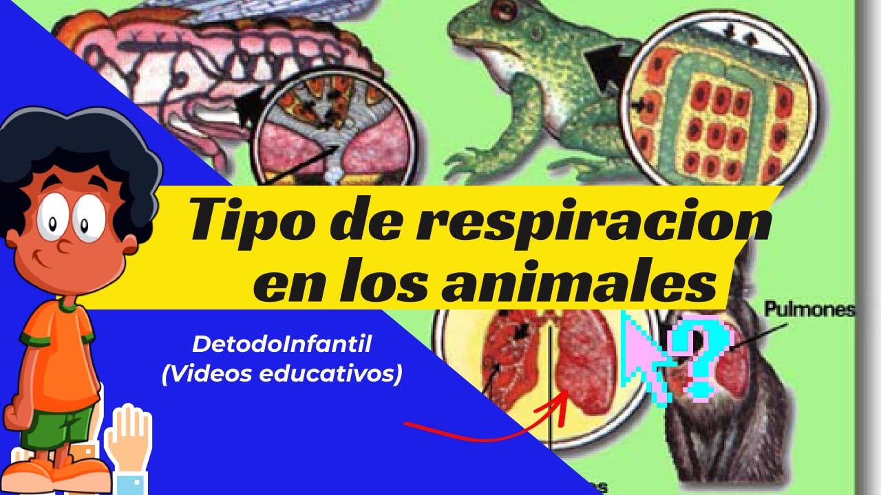 RESPIRACIÓN DE LOS ANIMALES: RESPIRACION PULMONAR, TRAQUEAL...