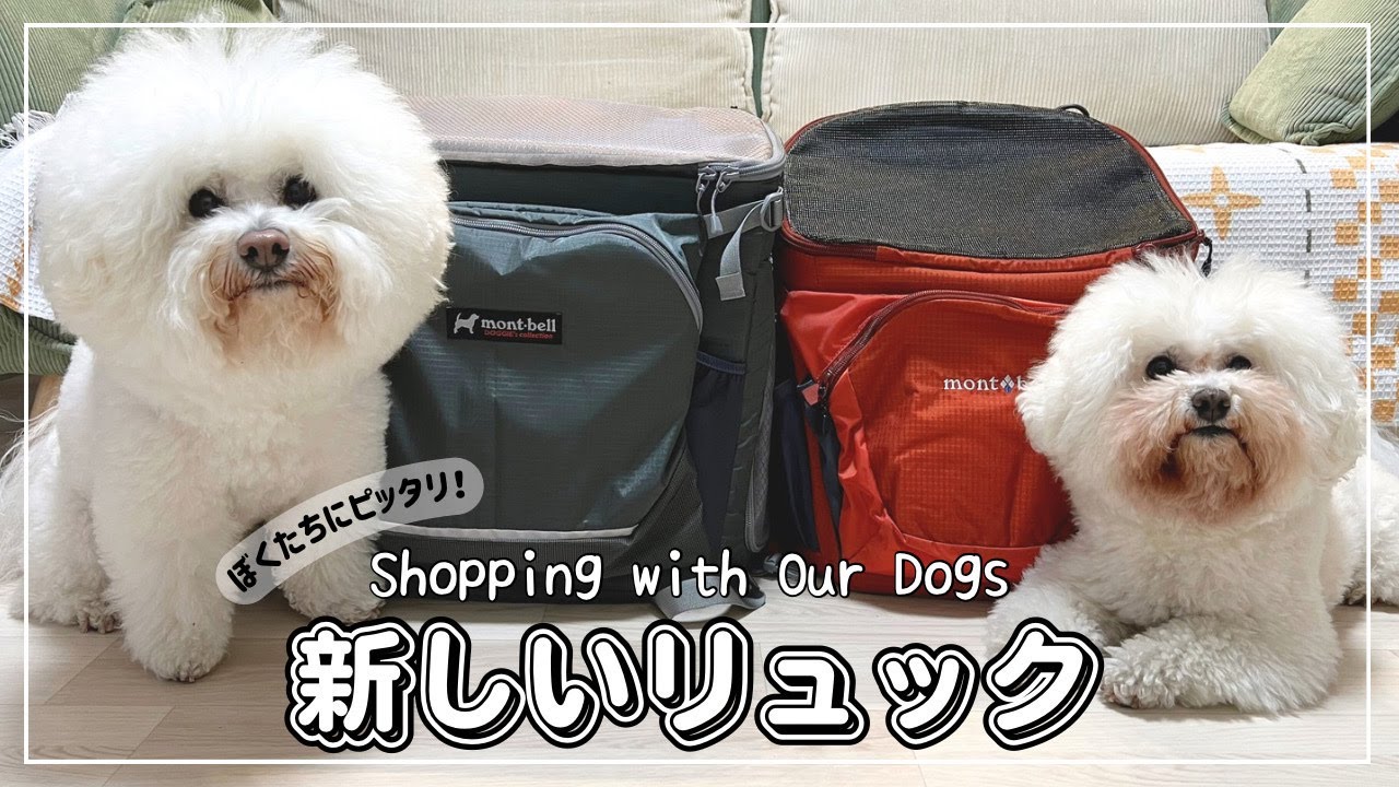 【愛犬とお買い物】ドッグリュックを新調しました｜mont-bell・ドッグキャリングパック・幕張｜ビションフリーゼ