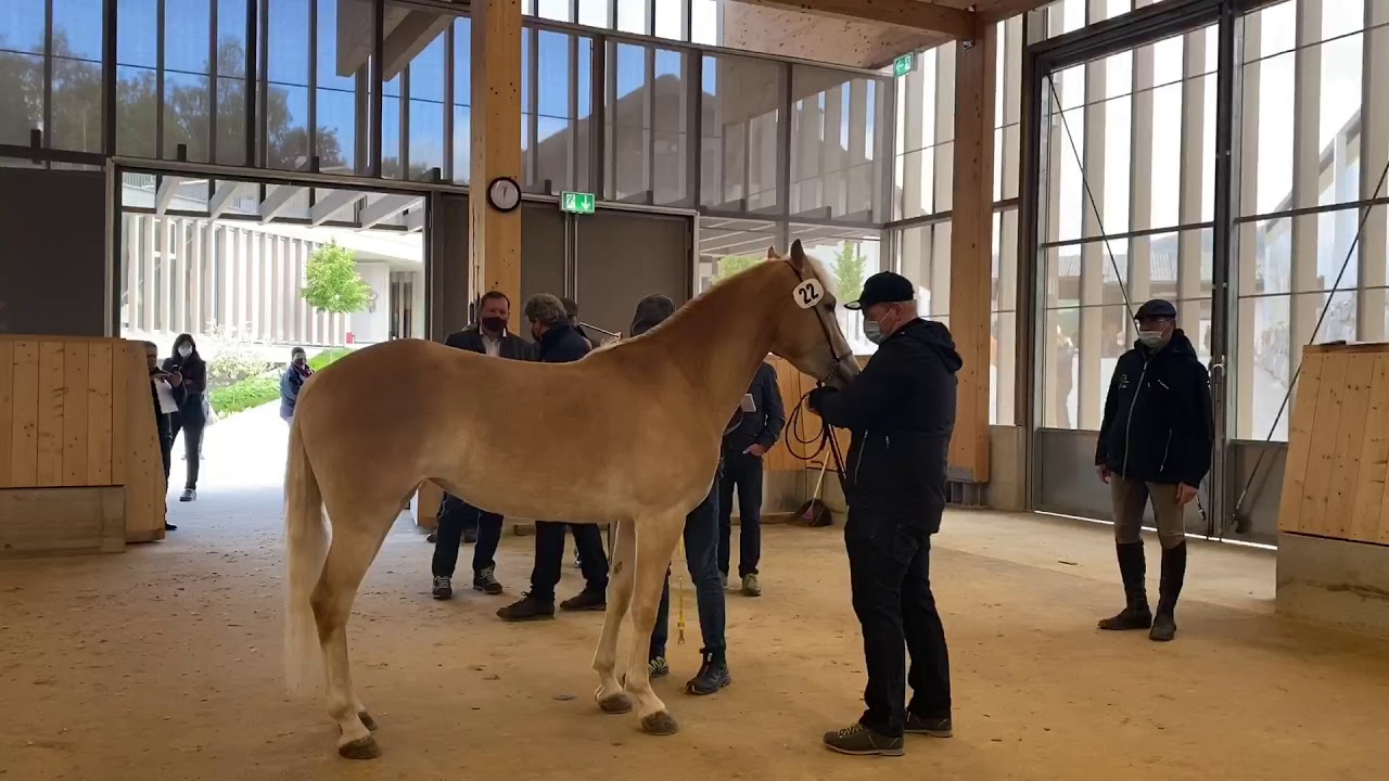 Stutbuchaufnahme & Jährlingsbeurteilung | Fohlenhof Ebbs | 12.05.2020