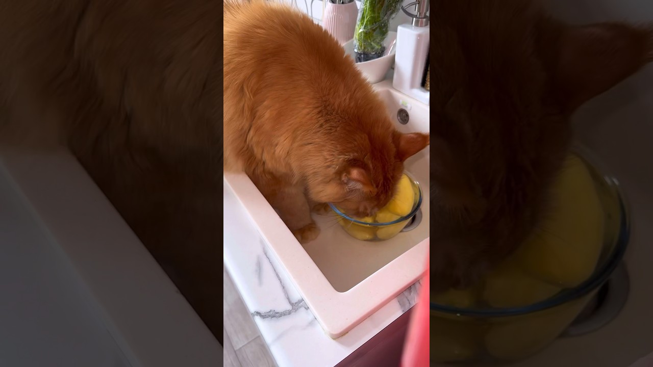 готовлю драники с котами #асмр #готовимдома #готовка #еда #рецепты #food #обед #завтрак