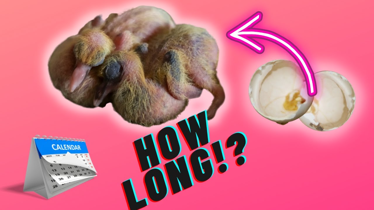 How Long Do Pigeon Eggs Take To Hatch?