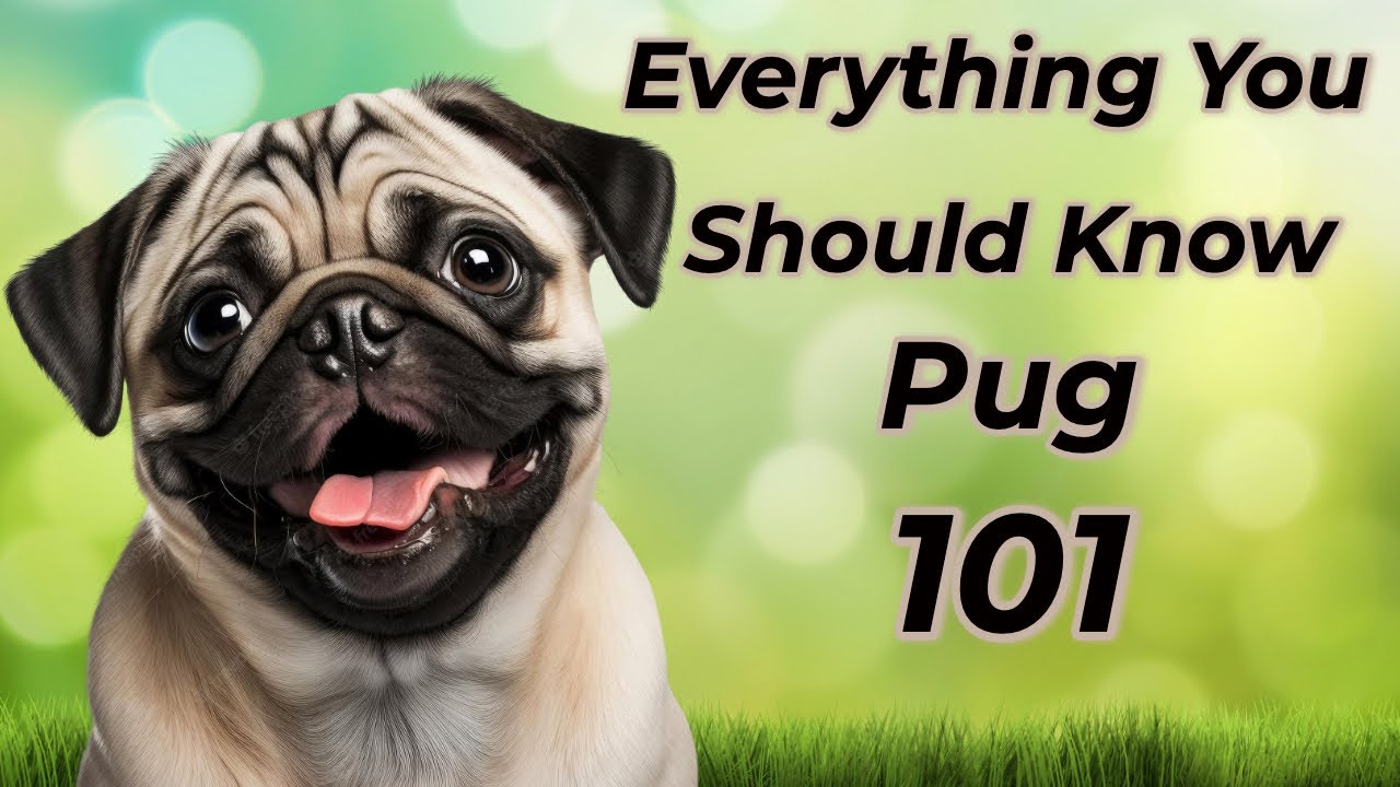 Pug 101: Is It Right For You?