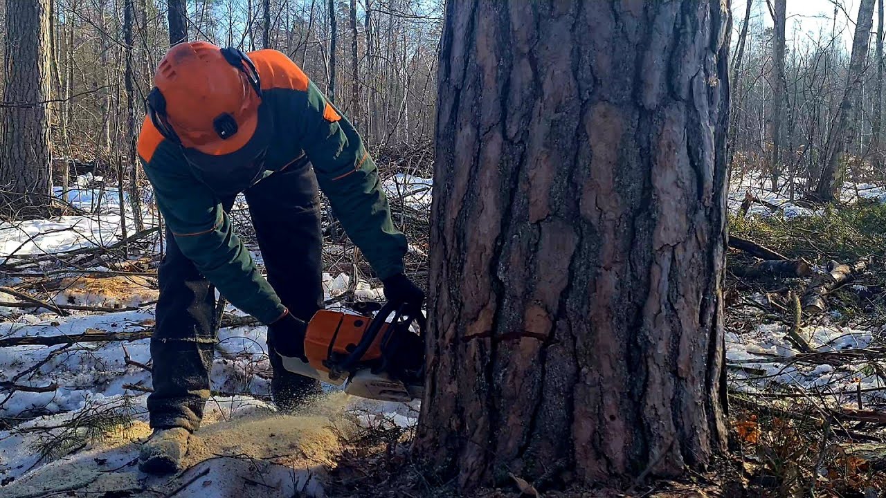 Валка дерева валочными клинами на 68 см бензопилой Stihl MS 361 