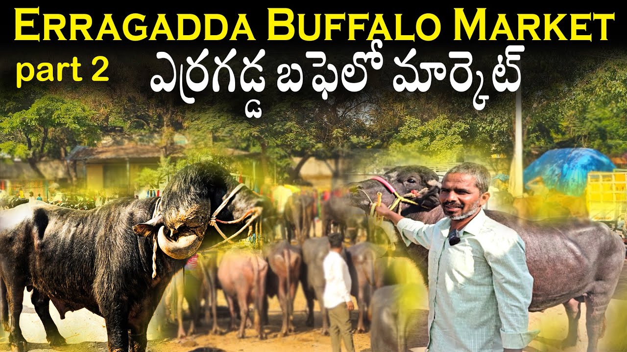 ఎర్రగడ్డ గేదెల మార్కెట్ ERRAGADDA BUFFALO MARKET Part 2 |7-12-2025| ERRAGADDA SUNDAY MARKET