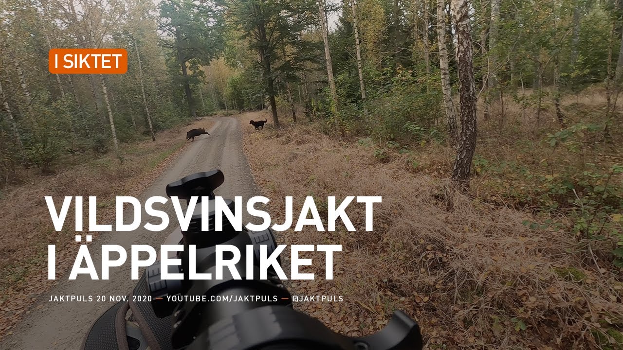 Vildsvinsjakt i &auml;ppelriket