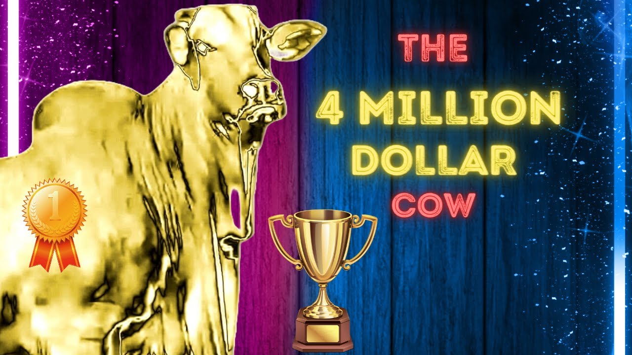 The 4 million dollar cow