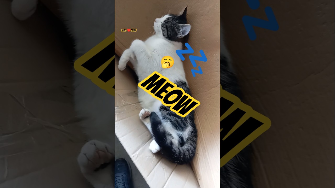 Sleeping Cat 🥱🐾 #shorts #catshorts #sleepingcat