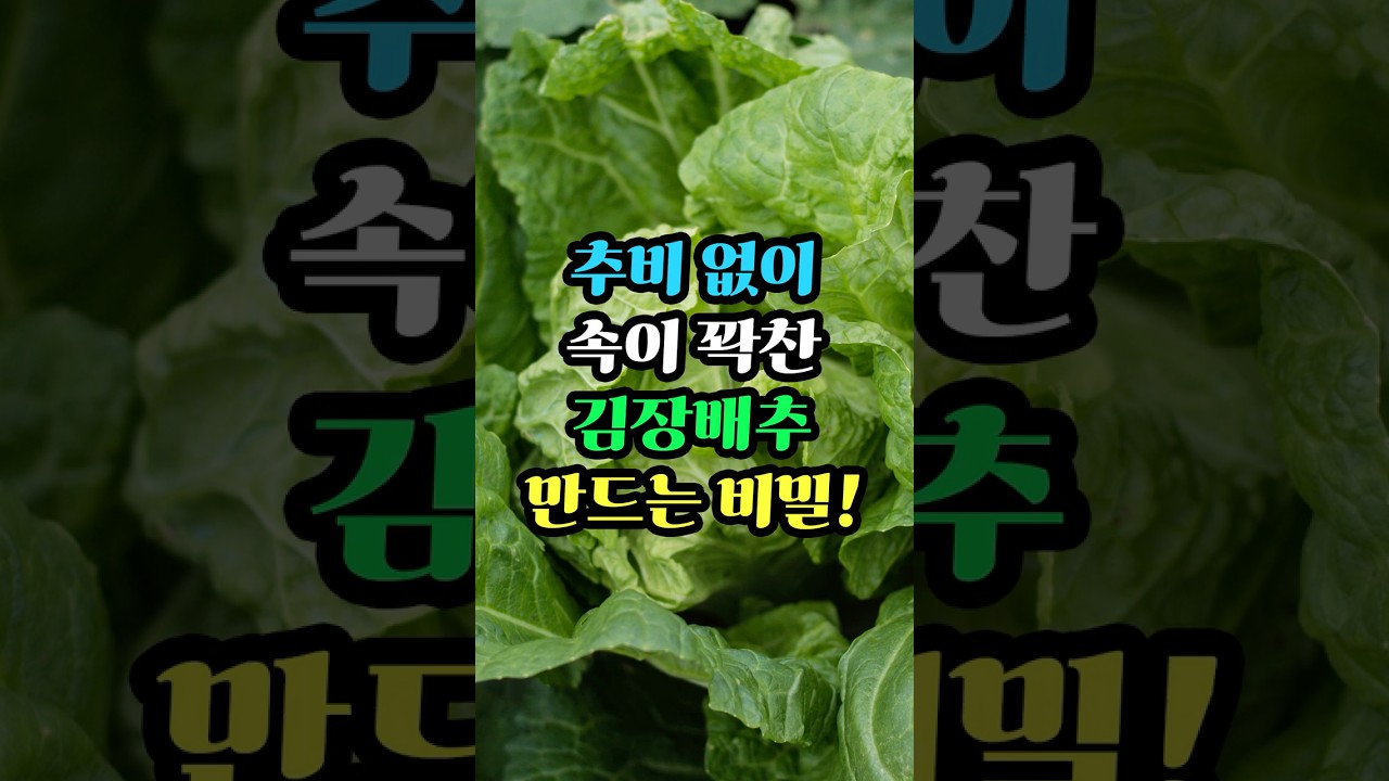 추비 없이 속이 꽉찬 김장배추 만드는 2가지 방법!