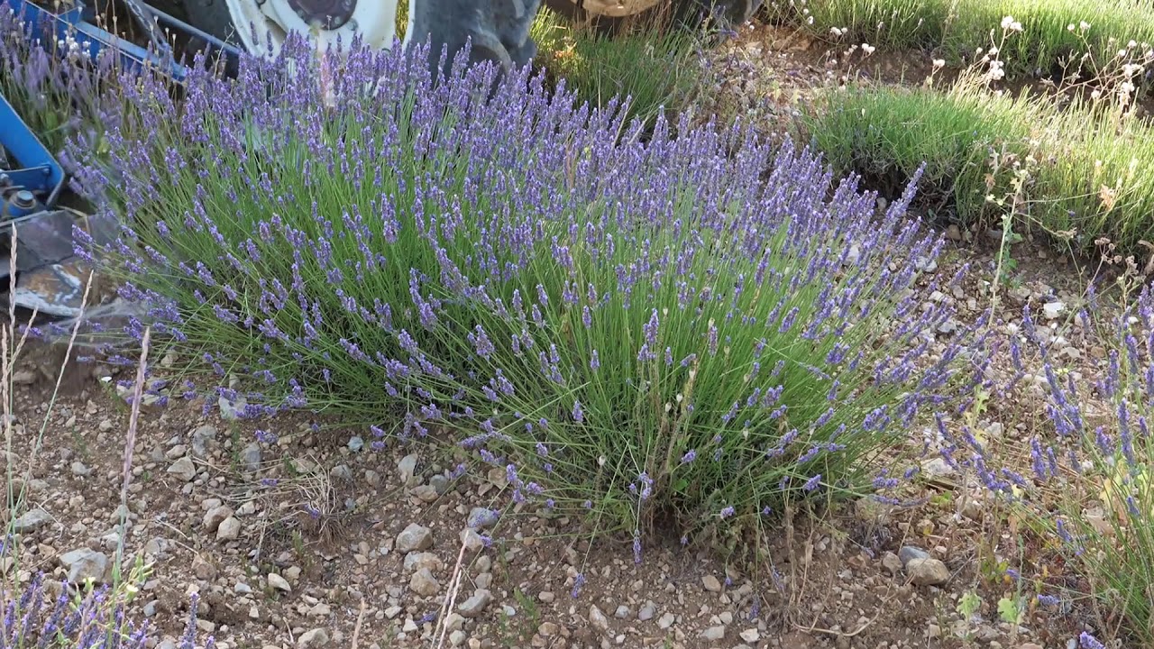 La récolte de la lavande au pied du mont Venthoux 2019 Mévouillon ( Lavendelernte )